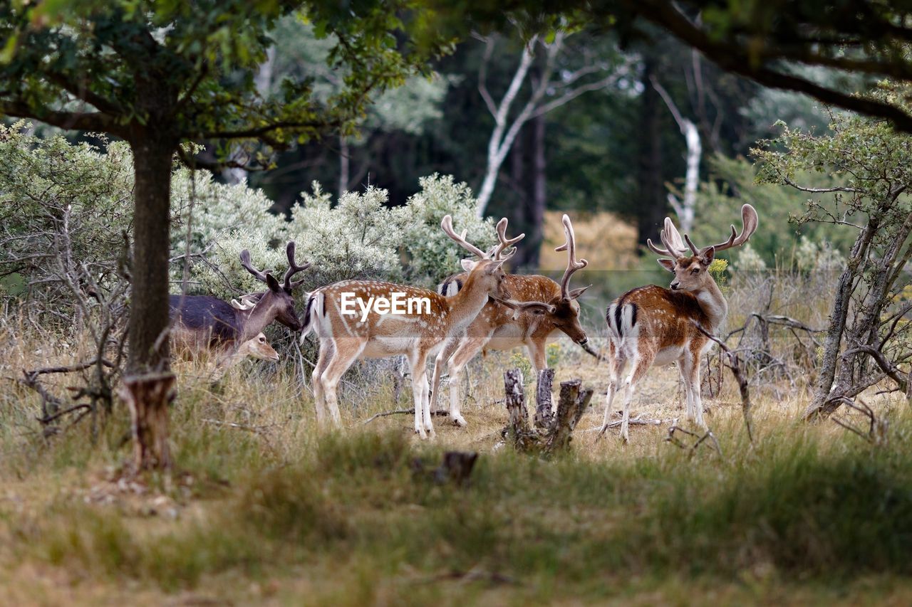 Side view of deer standing on field in forest