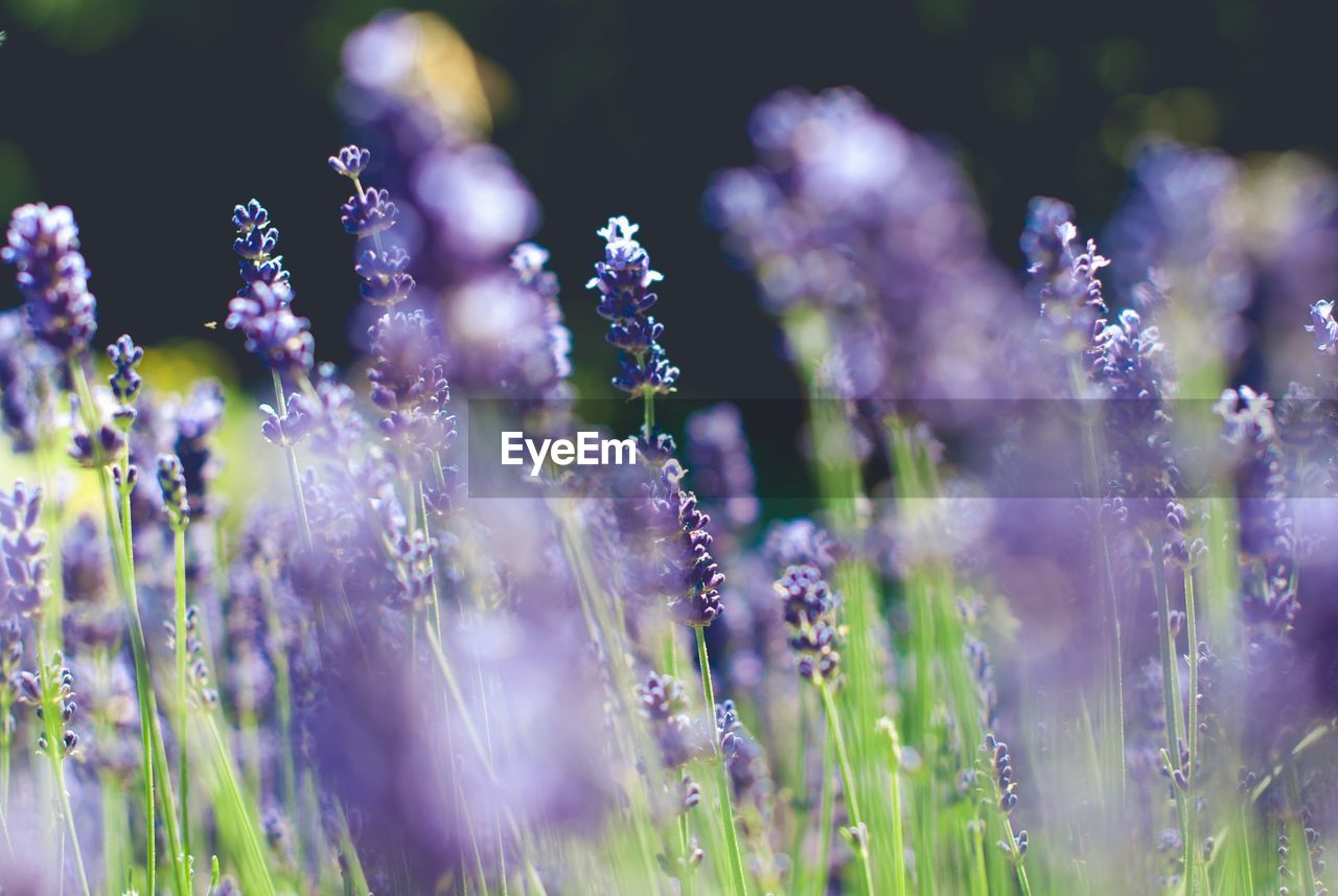 CLOSE-UP OF PURPLE FLOWERING PLANTS ON LAND