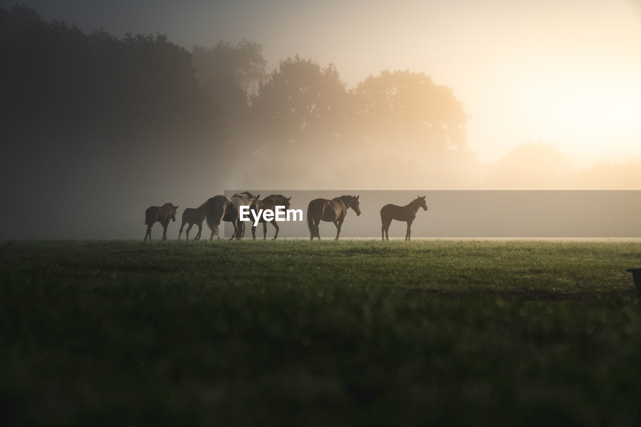 Silhouette horses standing on grassy field against sky during sunset