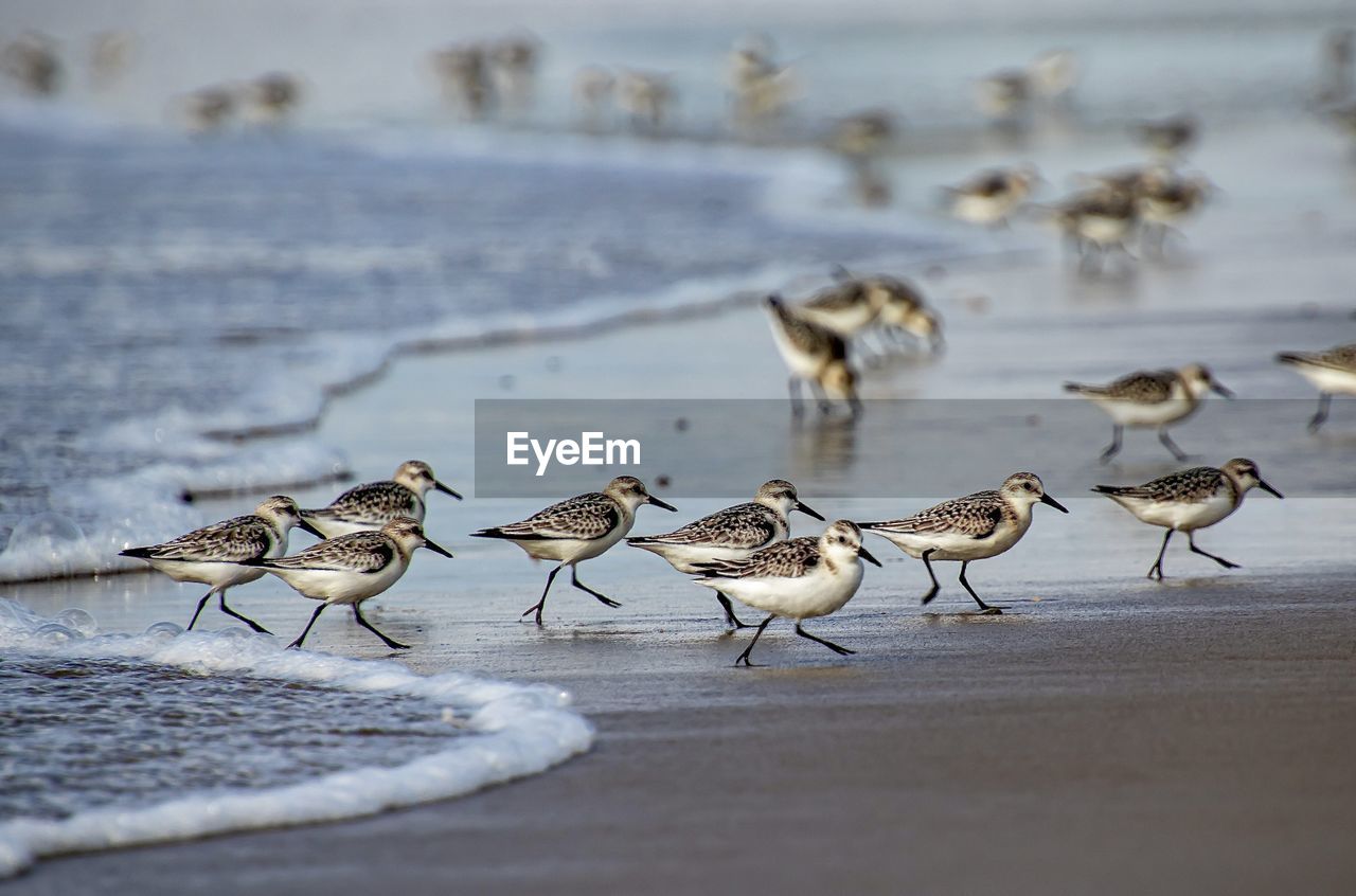 Flock of seagulls on beach