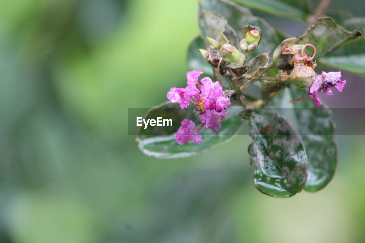 CLOSE-UP OF PINK FLOWERING PLANT AGAINST PURPLE FLOWERS