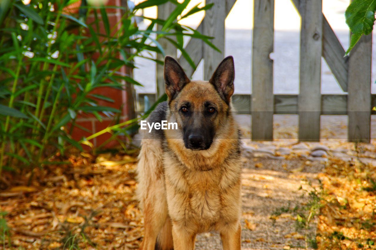 Portrait of a dog