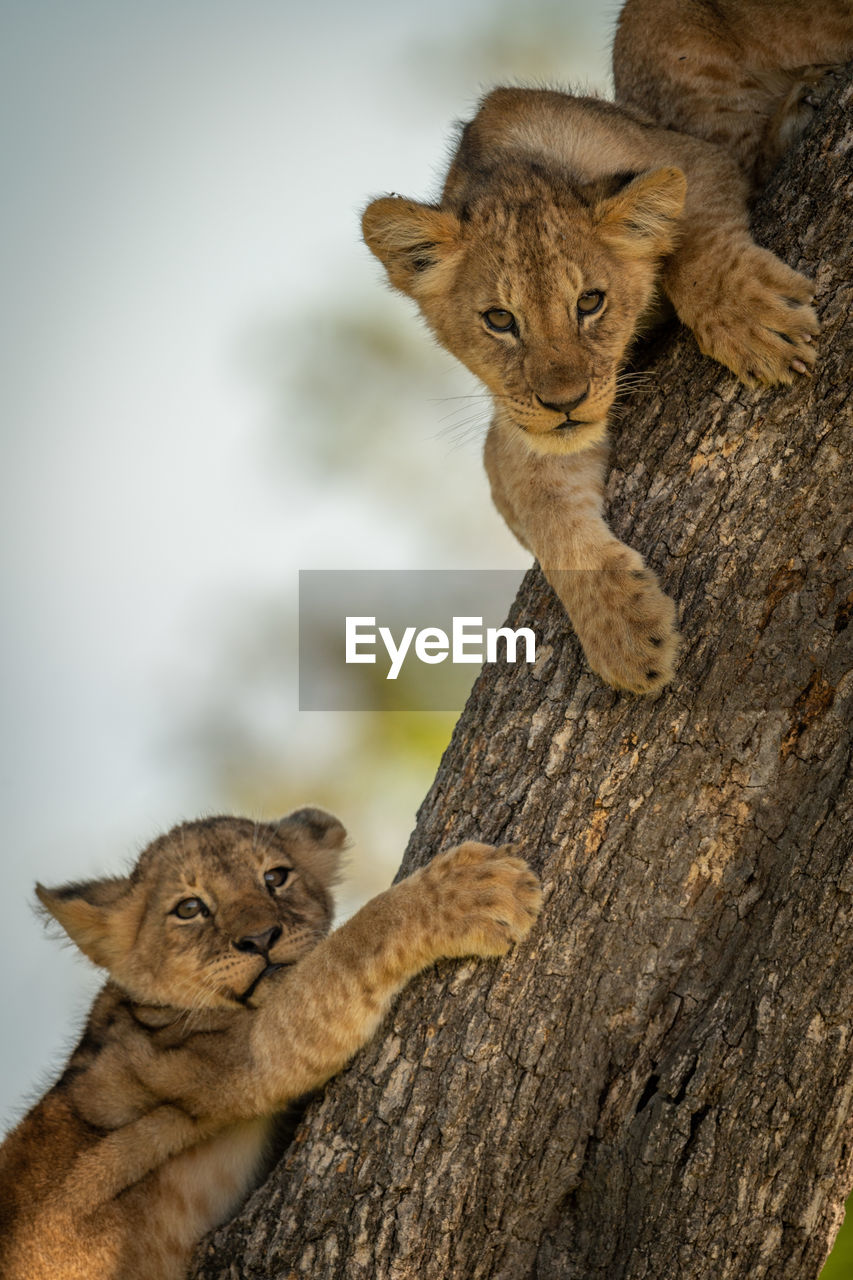 Close-up portrait of lion cubs sitting on tree trunk