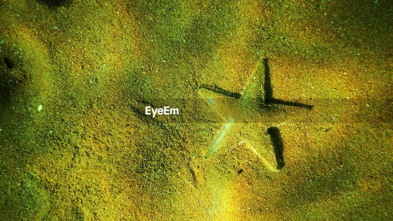 High angle view of starfish underwater