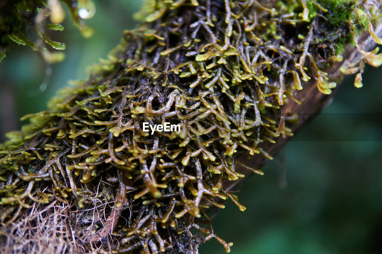 A macro shot of a branch covered with moss, south island, new zealand, glacier fox