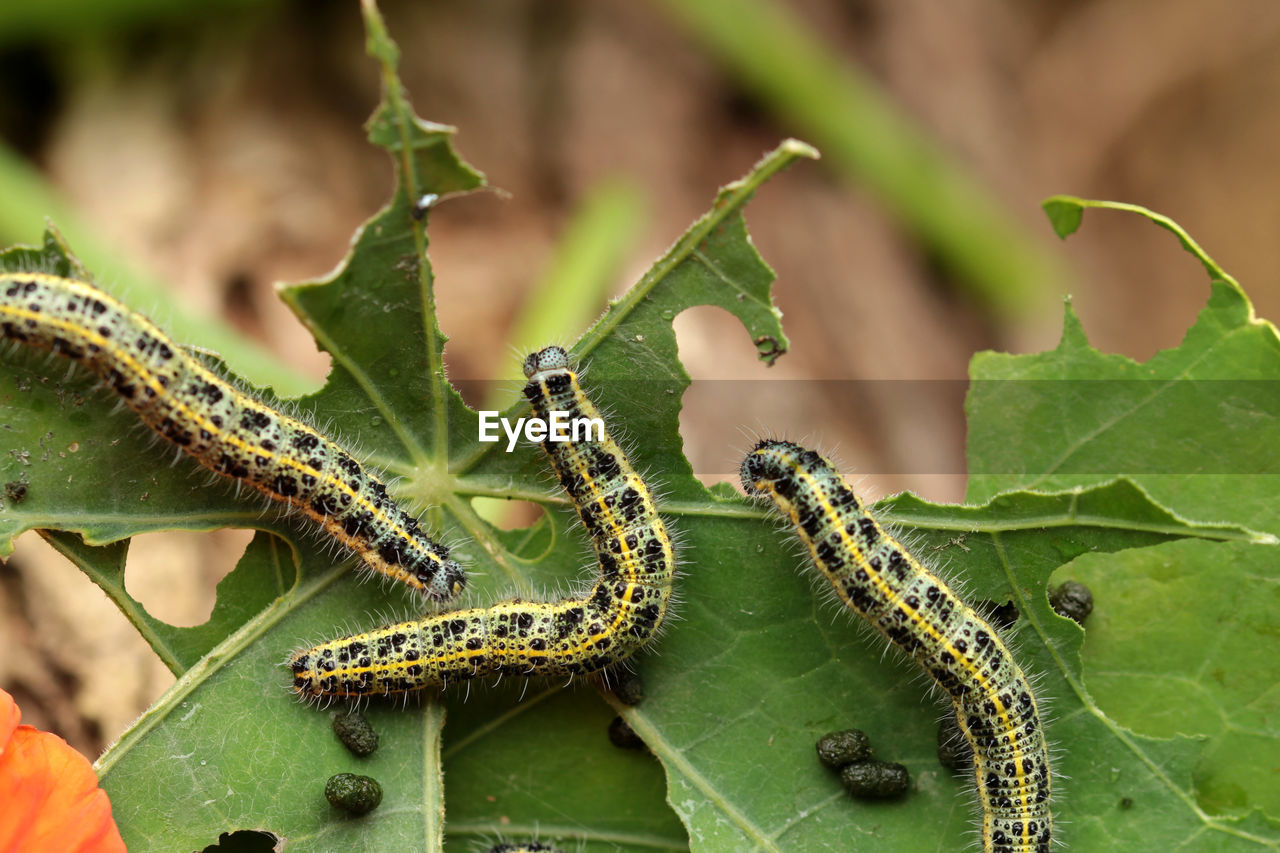 Close-up high angle view of caterpillars on leaves