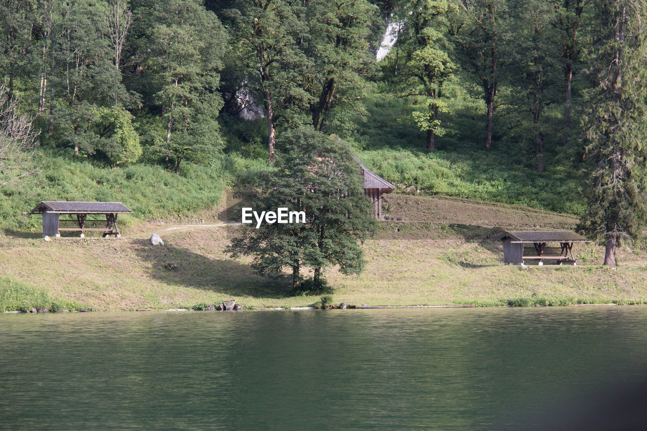 TREES IN FOREST AGAINST MOUNTAIN