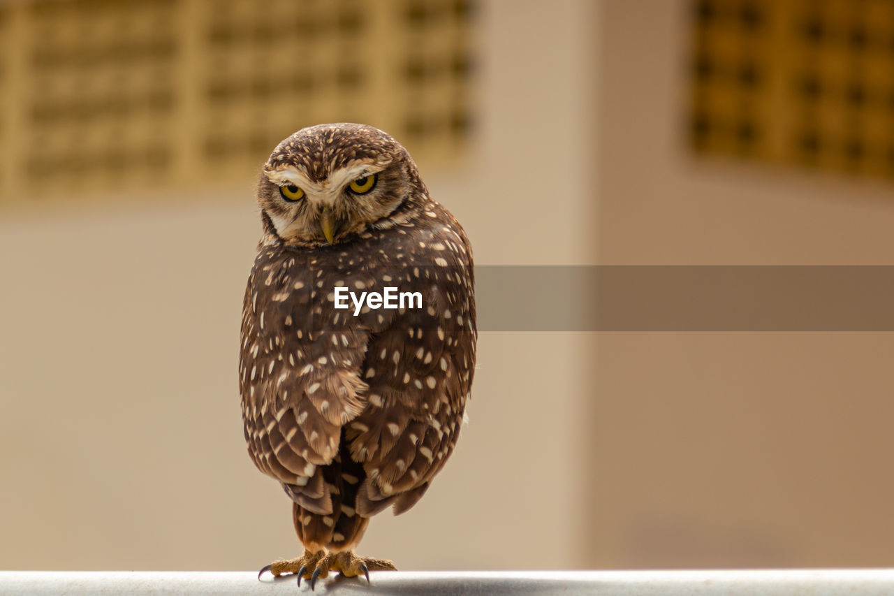 Close-up of a owl