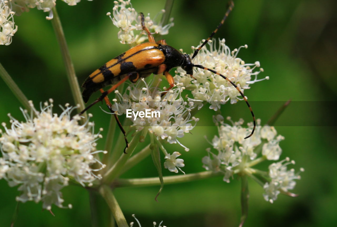 Close-up of insect pollinating on flower