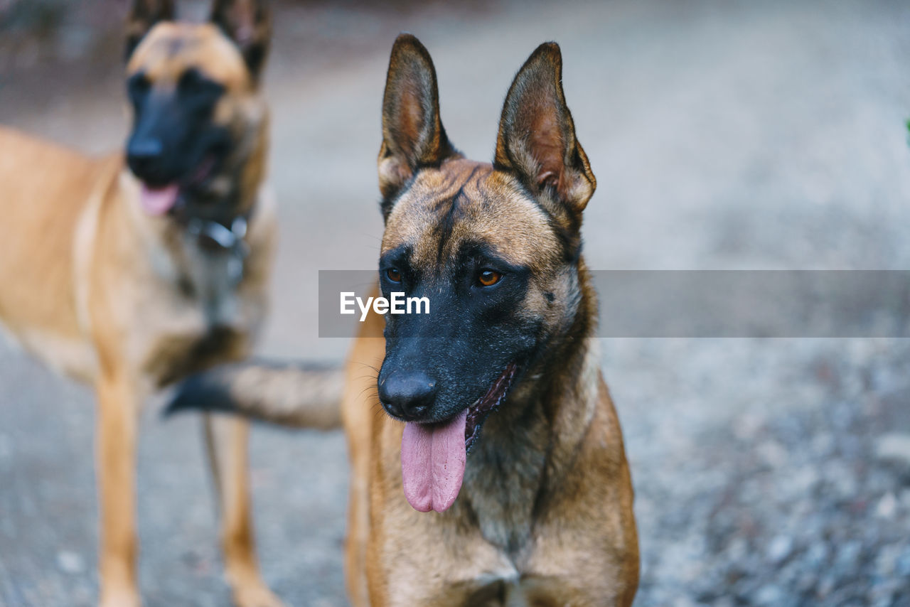 Two belgian malinois playing in the forest