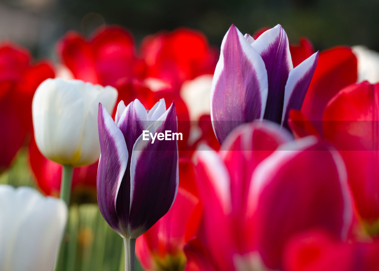 CLOSE-UP OF CROCUS BLOOMING OUTDOORS