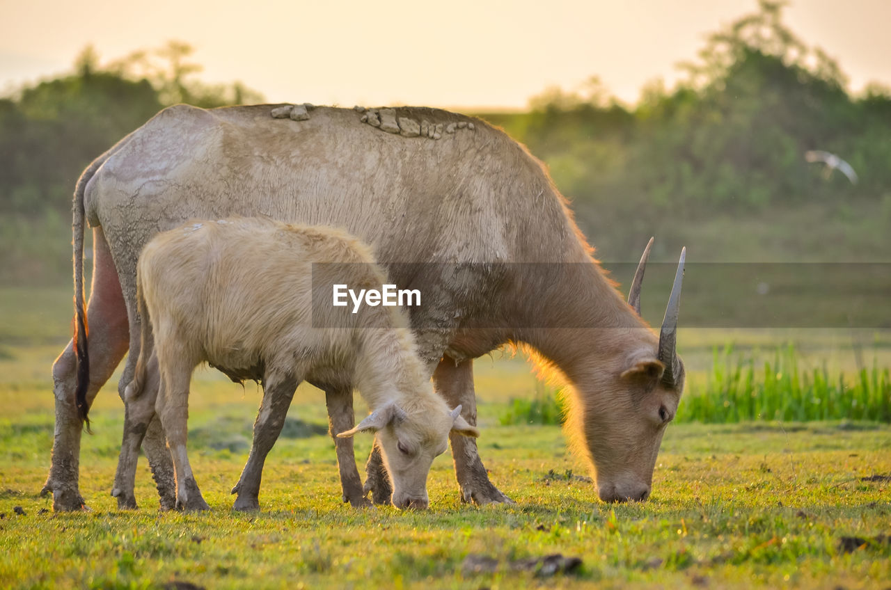 HORSE STANDING ON FIELD