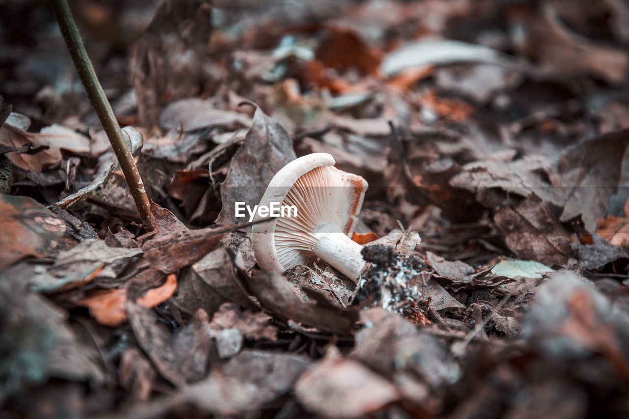 Close-up of mushrooms growing on field