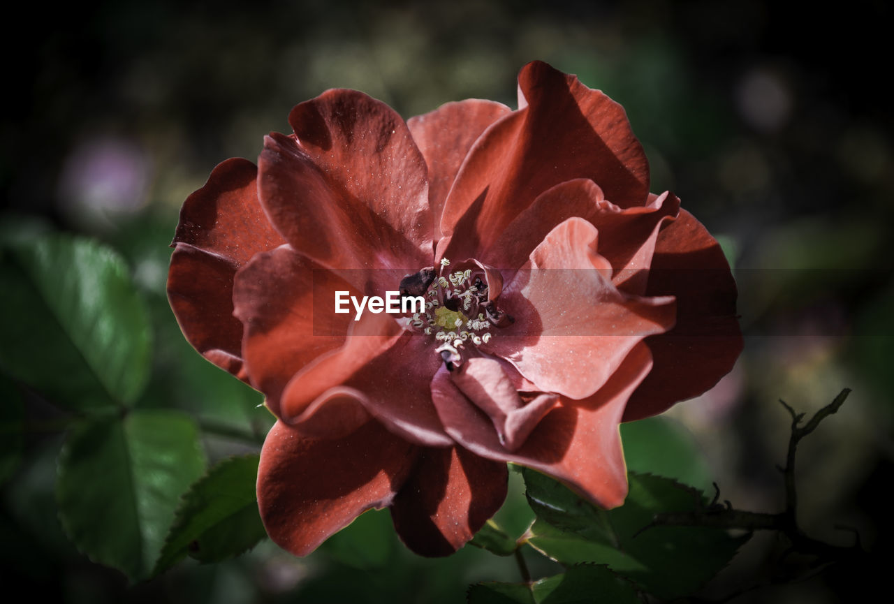 Close-up of red rose blooming outdoors