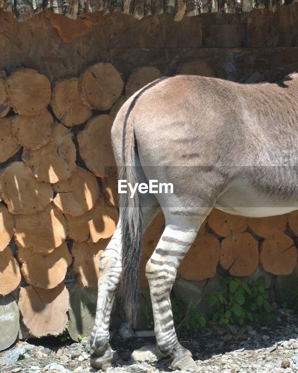 Horse standing on field