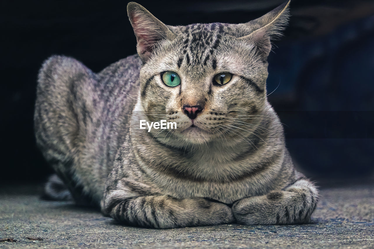 CLOSE-UP PORTRAIT OF CAT