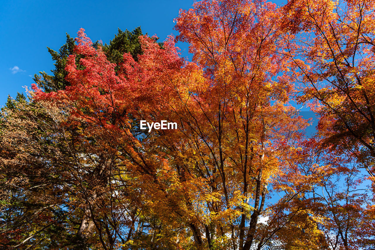 Low angle view of autumnal trees against clear sky