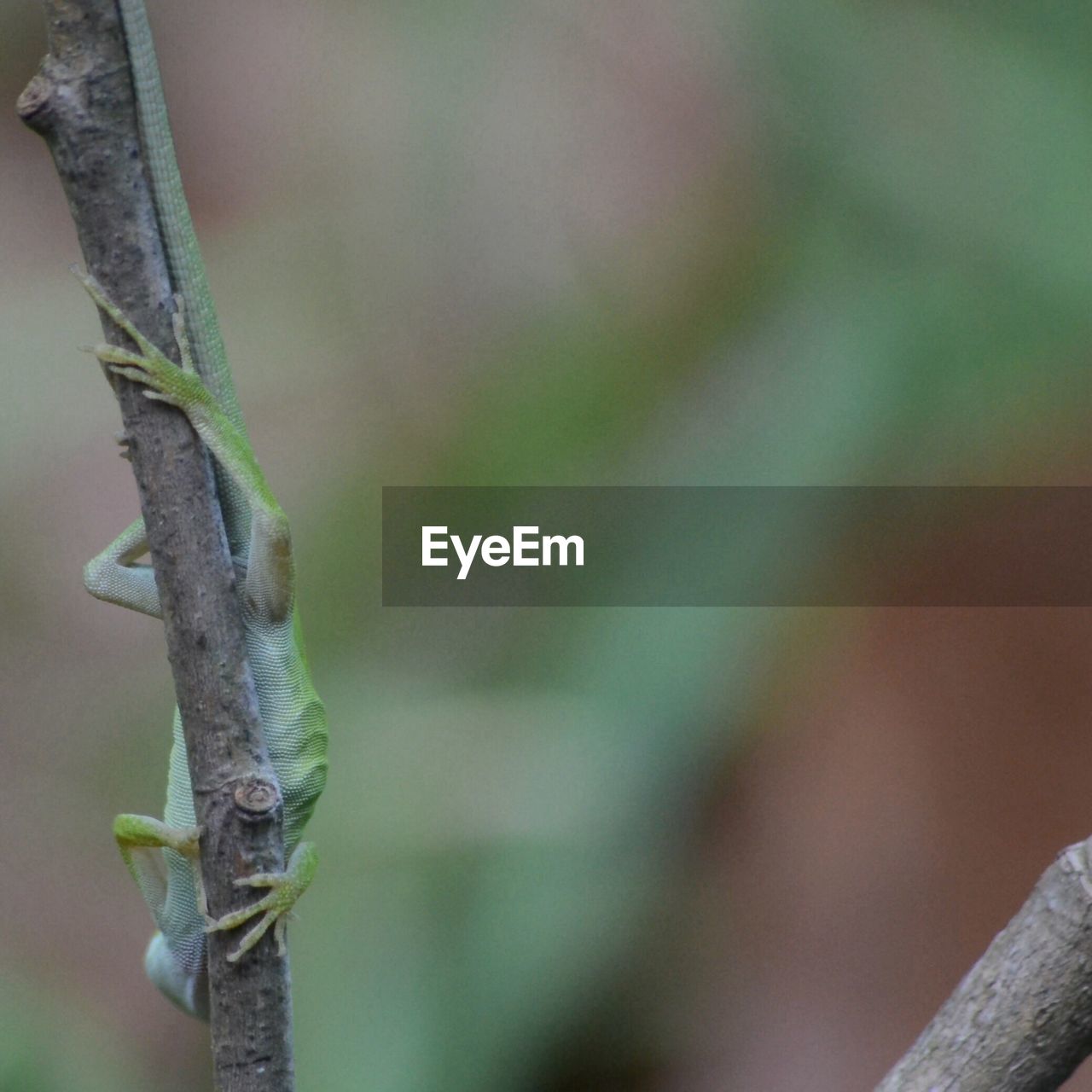 CLOSE-UP OF GRASSHOPPER