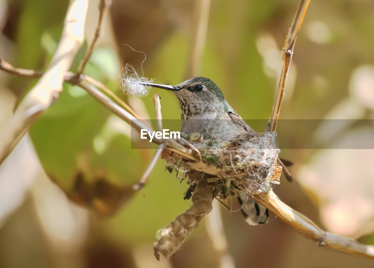 CLOSE-UP OF BIRD ON PLANT