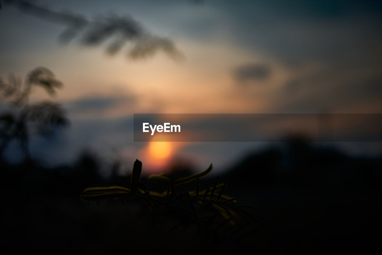 CLOSE-UP OF SILHOUETTE PLANT AGAINST SUNSET SKY