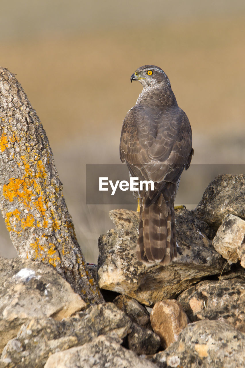 BIRD PERCHING ON ROCK AGAINST STONE WALL