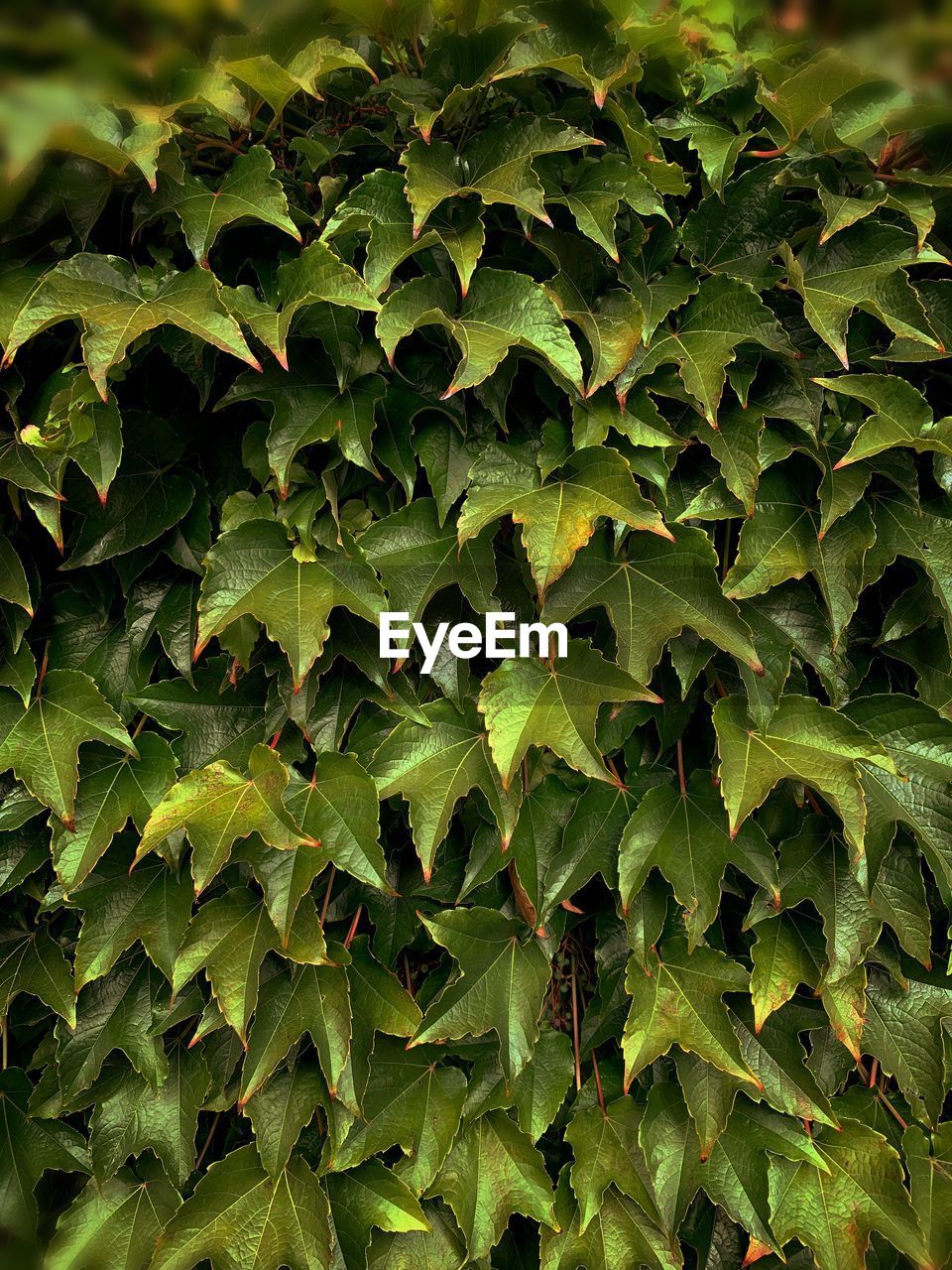 FULL FRAME SHOT OF GREEN LEAVES ON PLANT