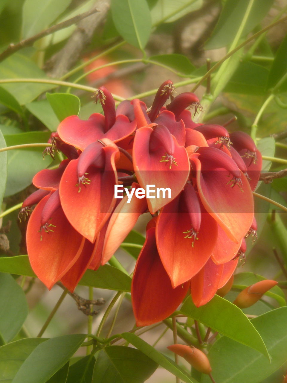 CLOSE-UP OF FRESH RED FLOWERS