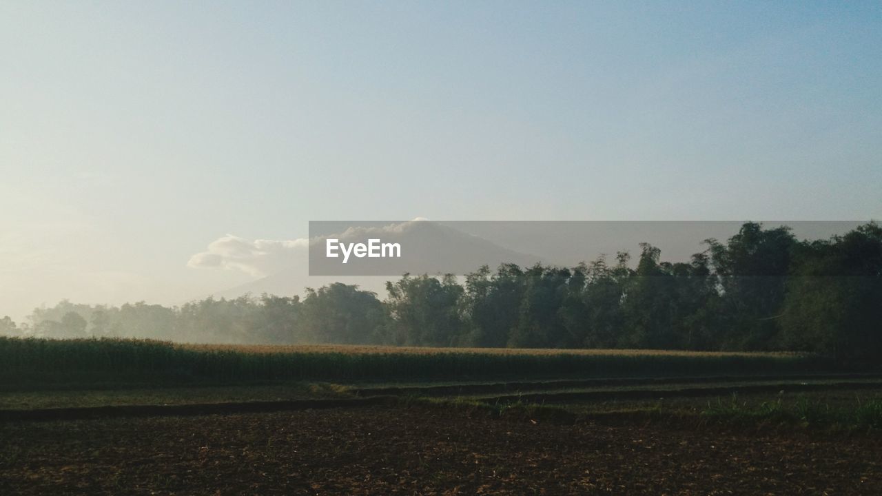 SCENIC VIEW OF AGRICULTURAL FIELD AGAINST CLEAR SKY