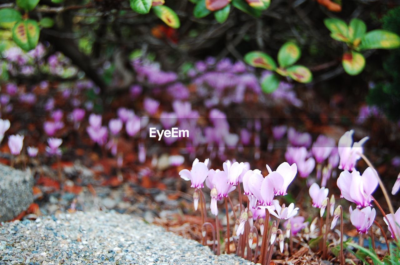 CLOSE-UP OF PINK FLOWERS IN BLOOM