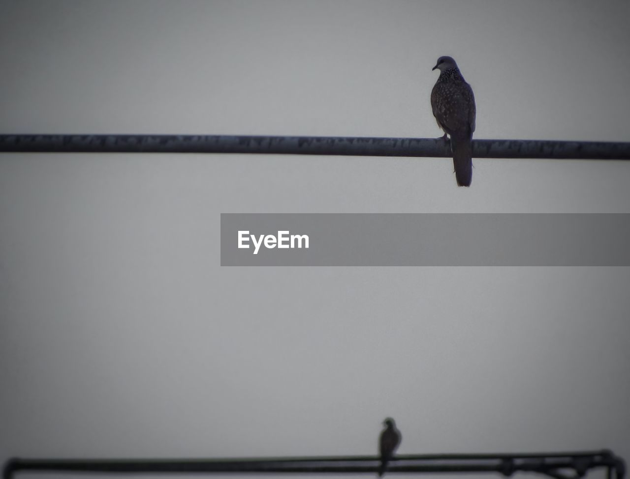 BIRD PERCHING ON A RAILING