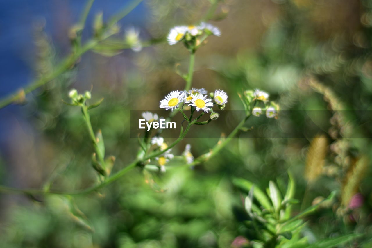 Close-up of white flowering plant