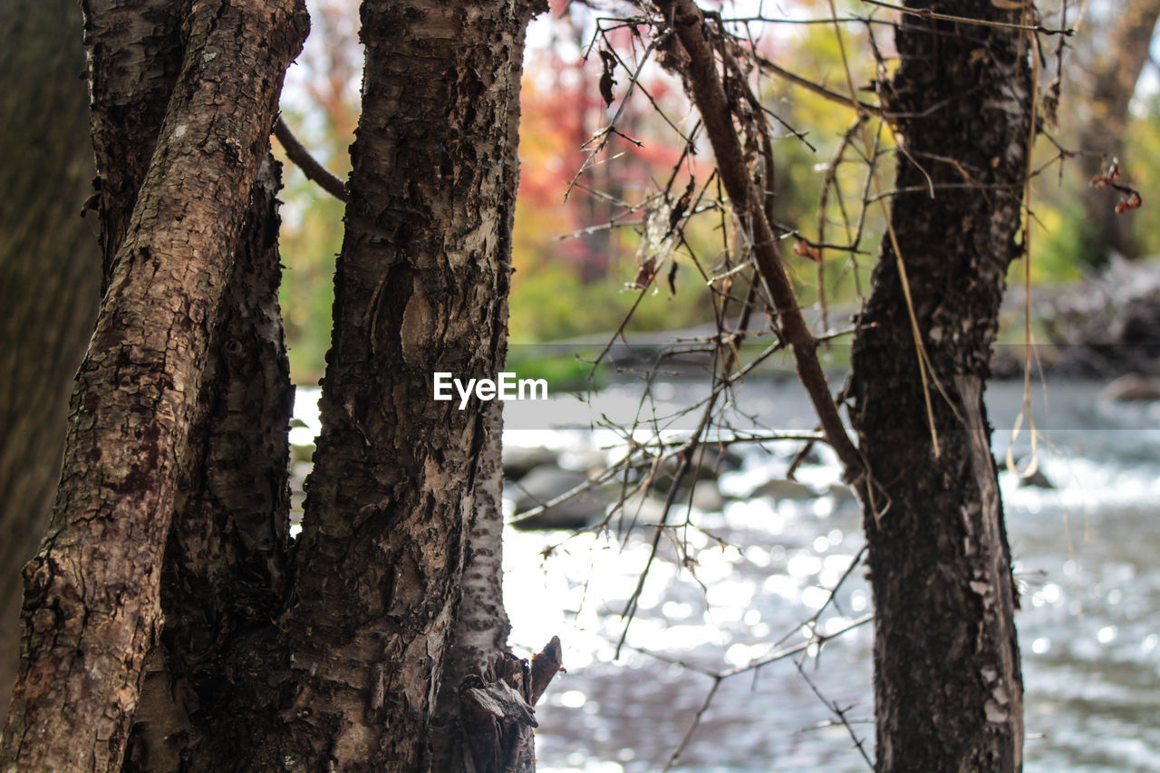 CLOSE-UP OF TREE TRUNK