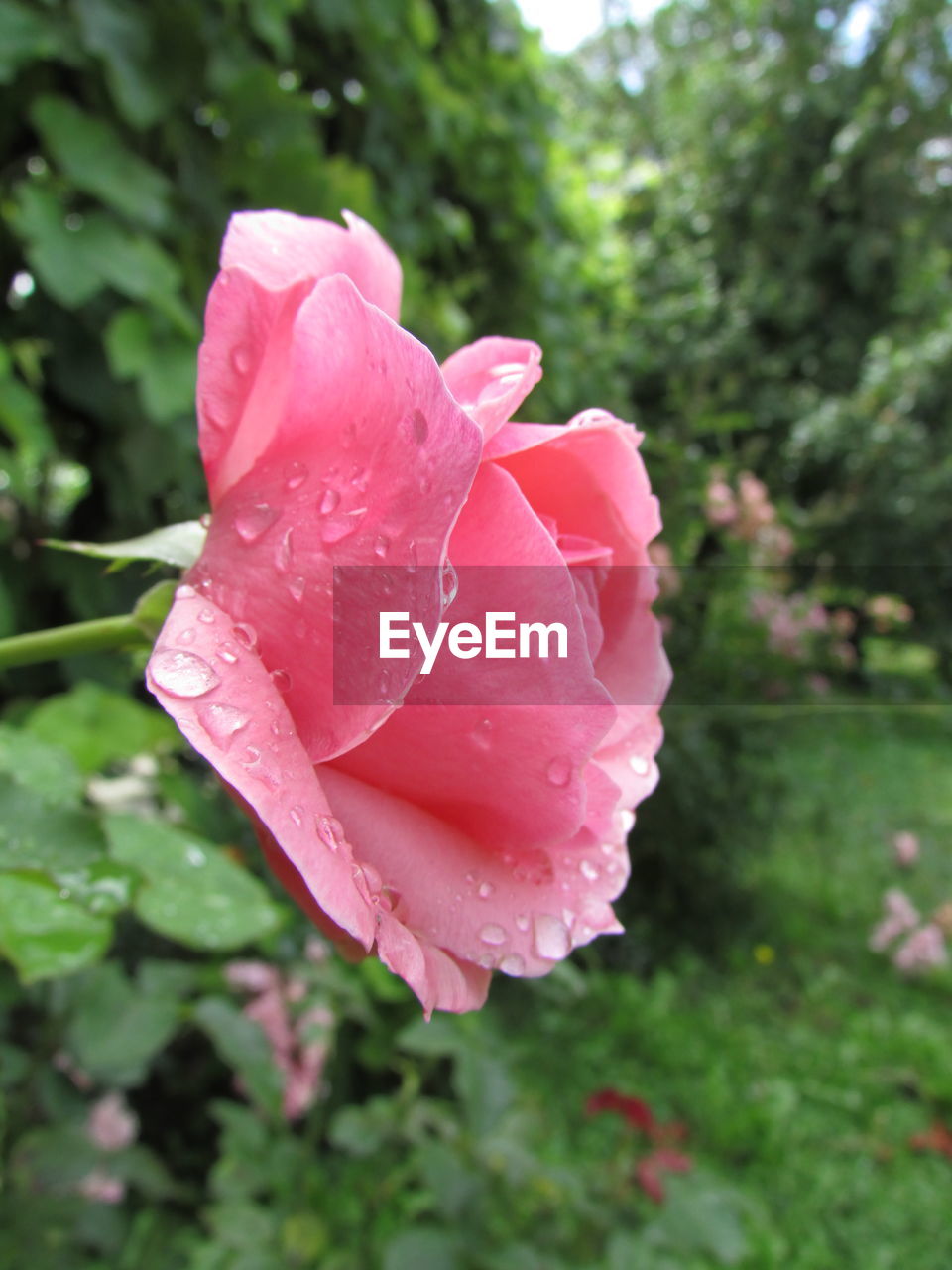 Close-up of wet pink rose