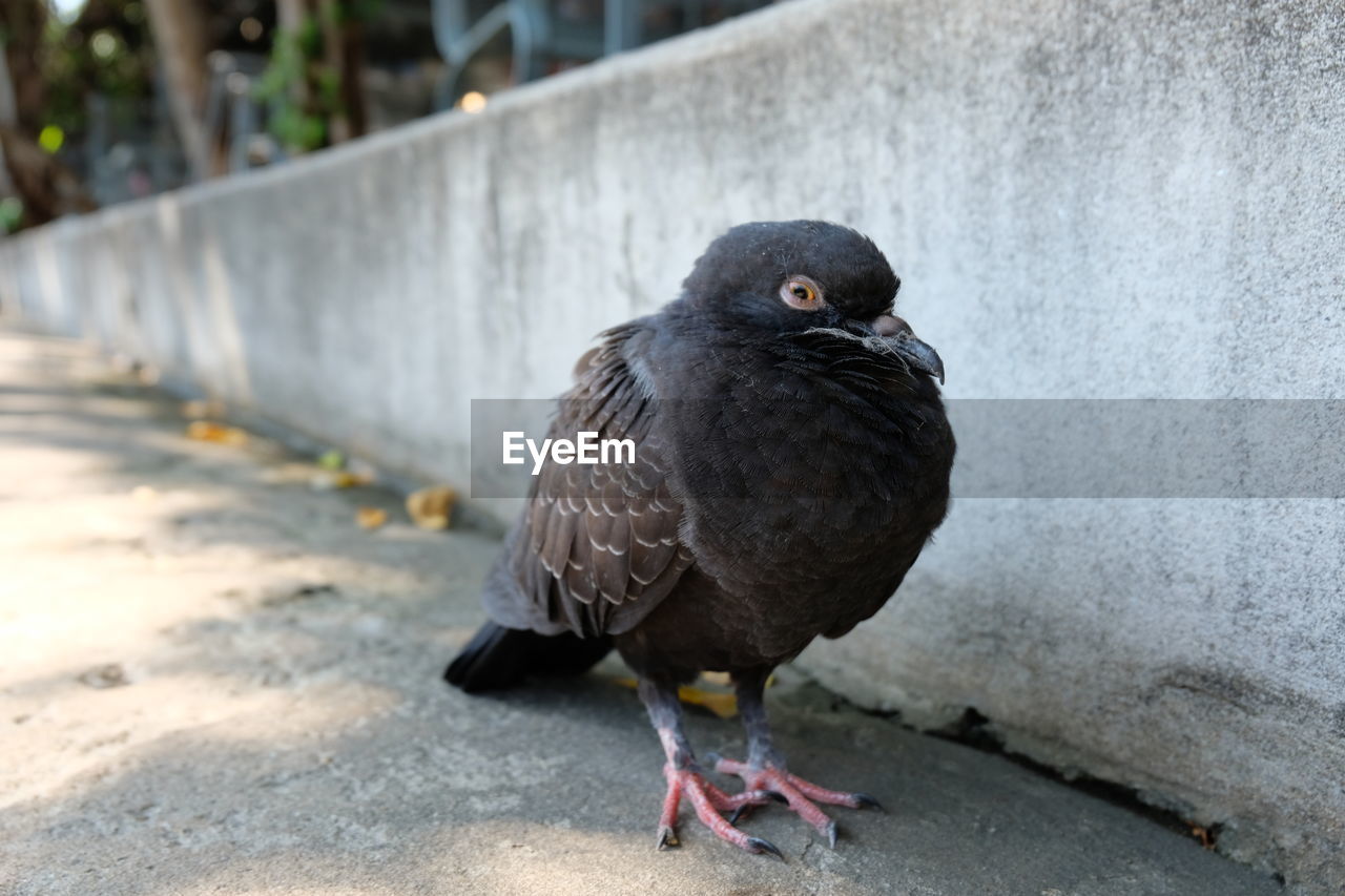 CLOSE-UP OF PIGEON