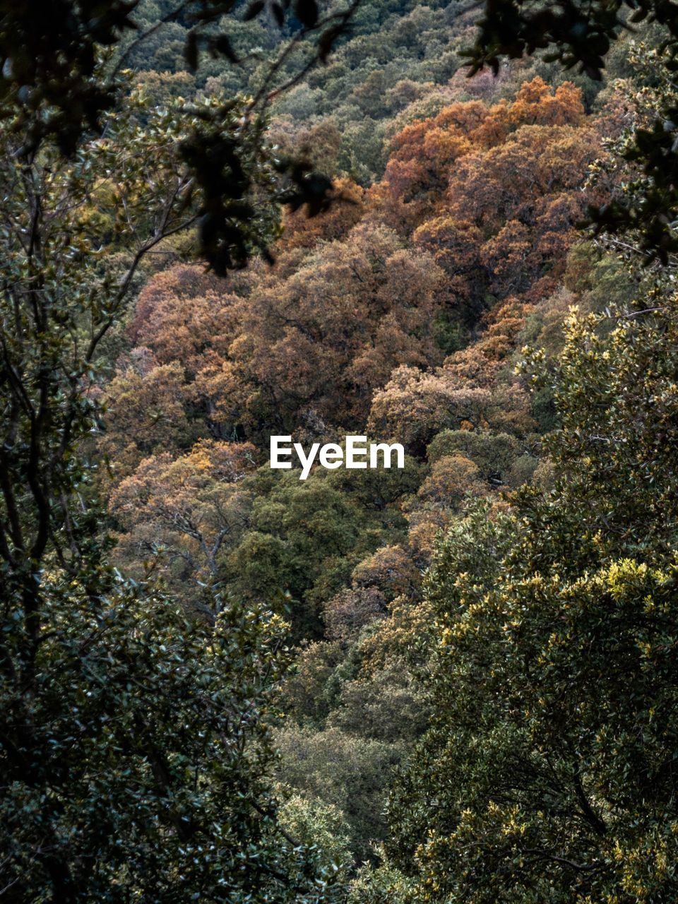 HIGH ANGLE VIEW OF TREES AMIDST PLANTS IN FOREST