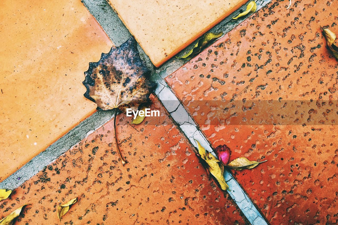 HIGH ANGLE VIEW OF RUSTY LEAVES ON OLD METAL OUTDOORS