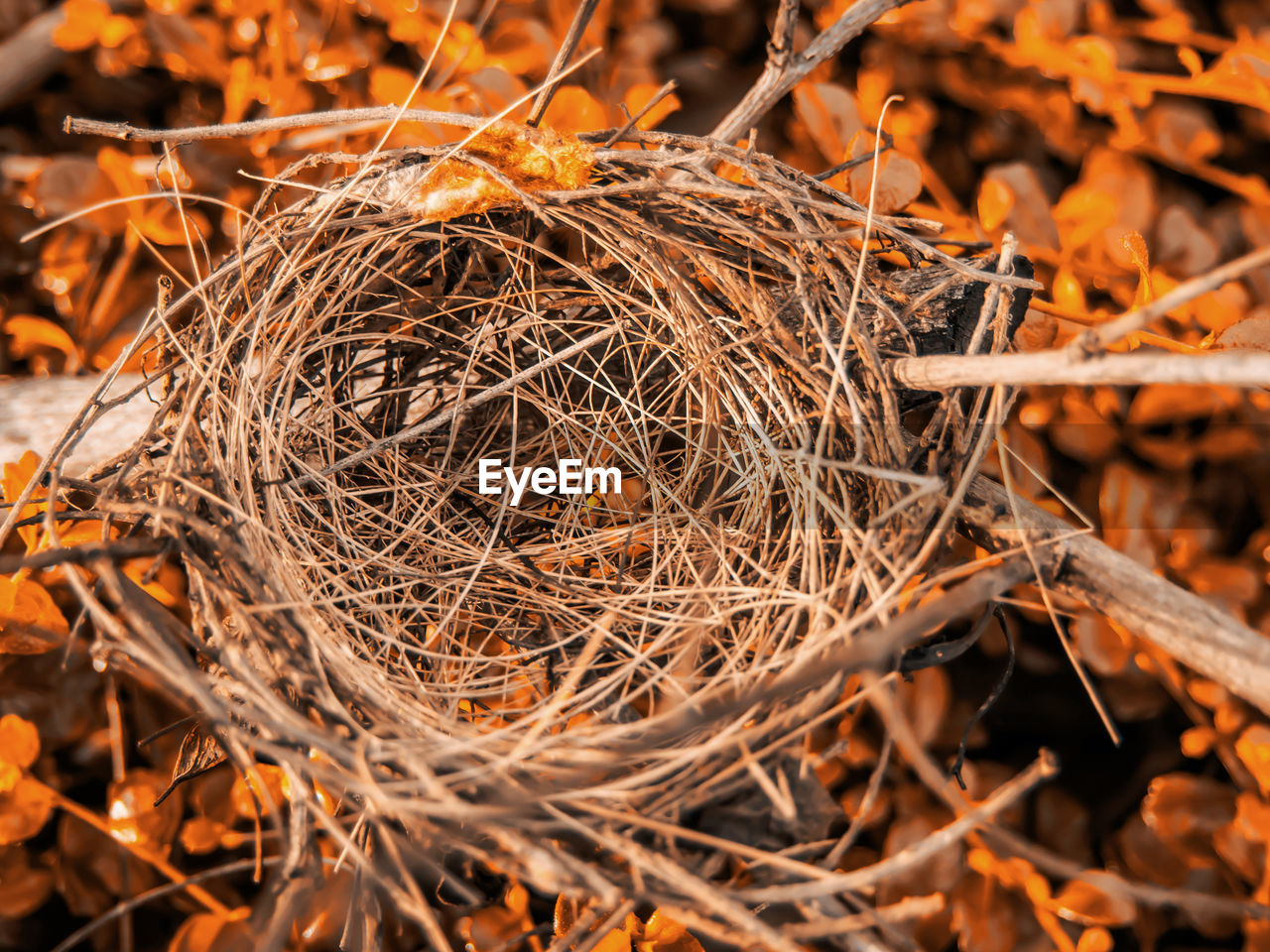 Close-up of nest on tree