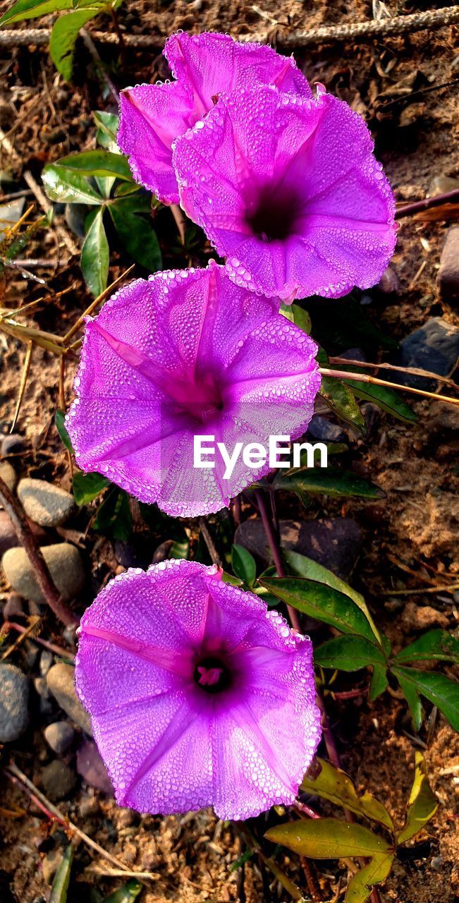 flower, flowering plant, plant, beauty in nature, petal, growth, fragility, freshness, inflorescence, close-up, purple, flower head, nature, no people, day, pink, land, high angle view, wildflower, petunia, field, outdoors, macro photography