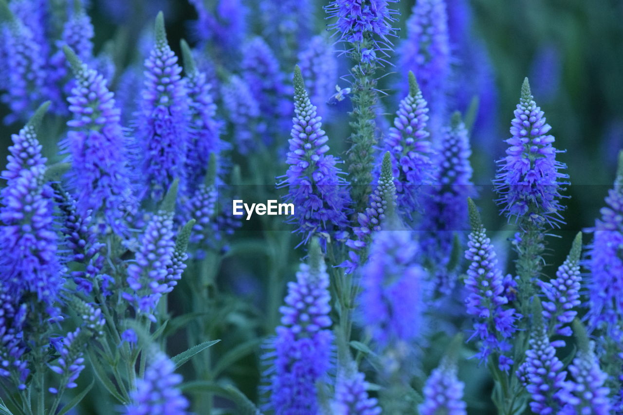 Close-up of purple flowering plants in park