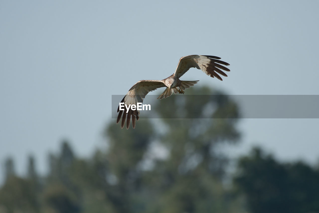 animal wildlife, animal themes, bird, animal, wildlife, flying, spread wings, bird of prey, one animal, animal body part, mid-air, nature, sky, wing, eagle, no people, vulture, animal wing, tree, motion, beak, outdoors, low angle view, full length, beauty in nature, clear sky, day, falcon, buzzard