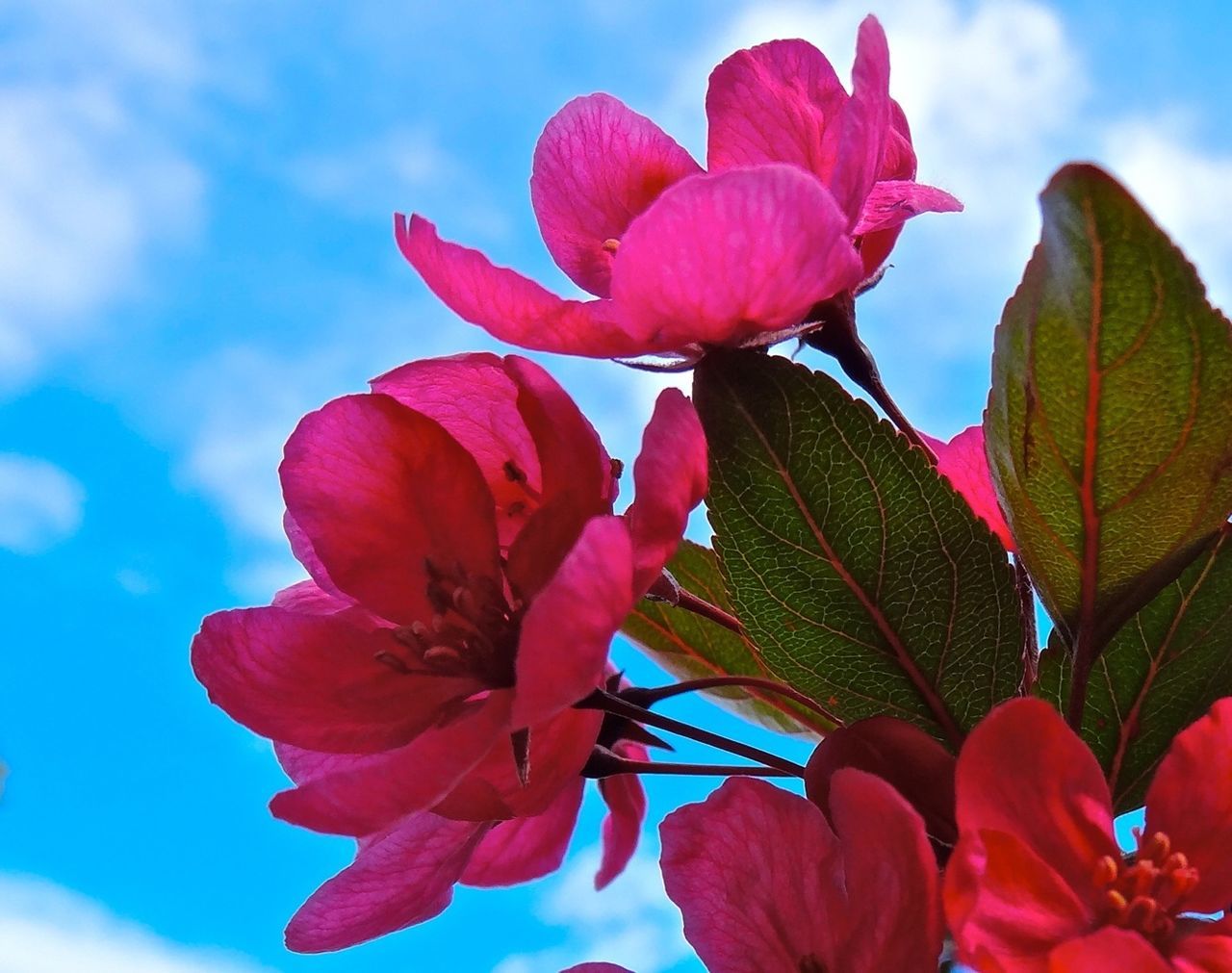 LOW ANGLE VIEW OF PINK FLOWERS BLOOMING AGAINST SKY