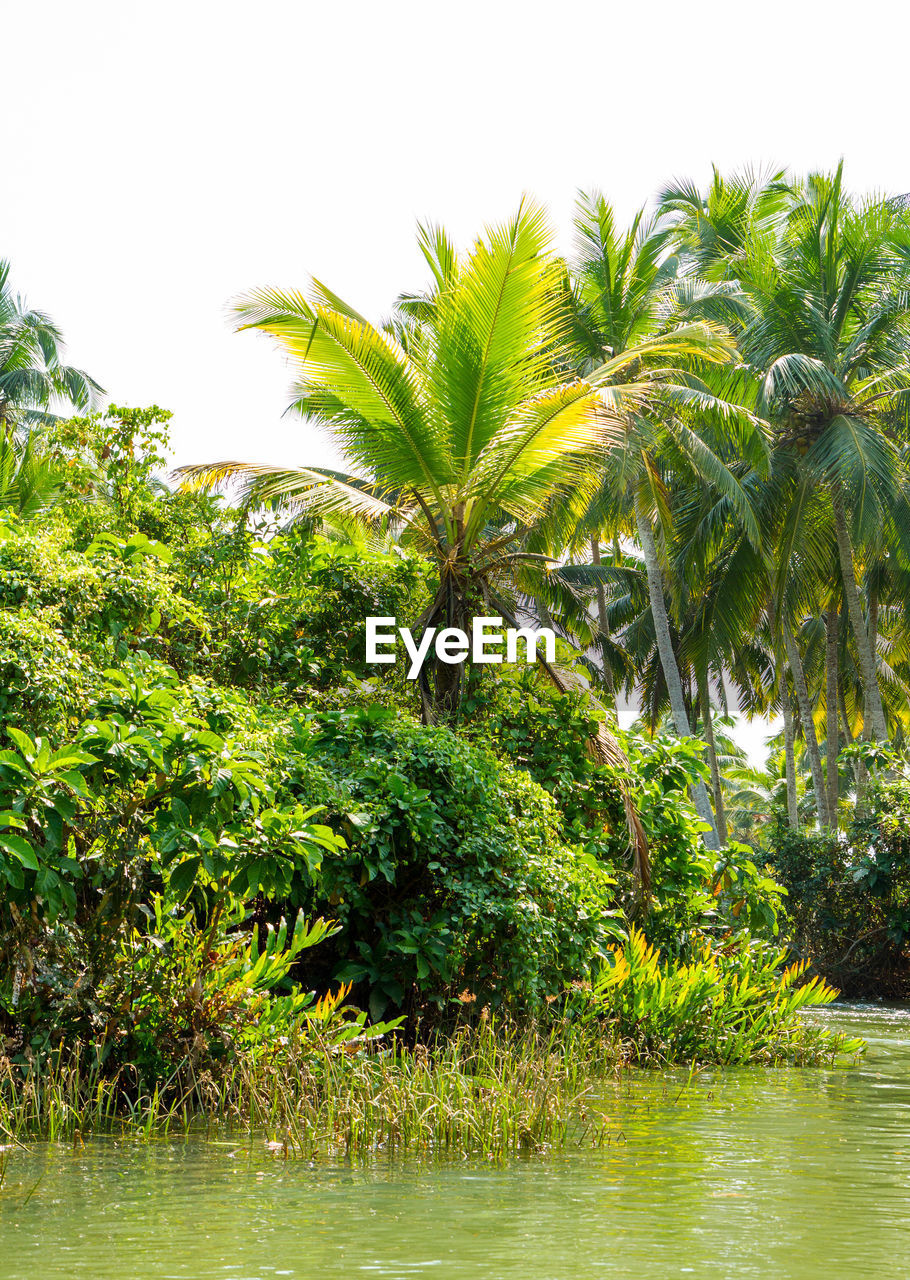 PALM TREES BY PLANTS AGAINST SKY