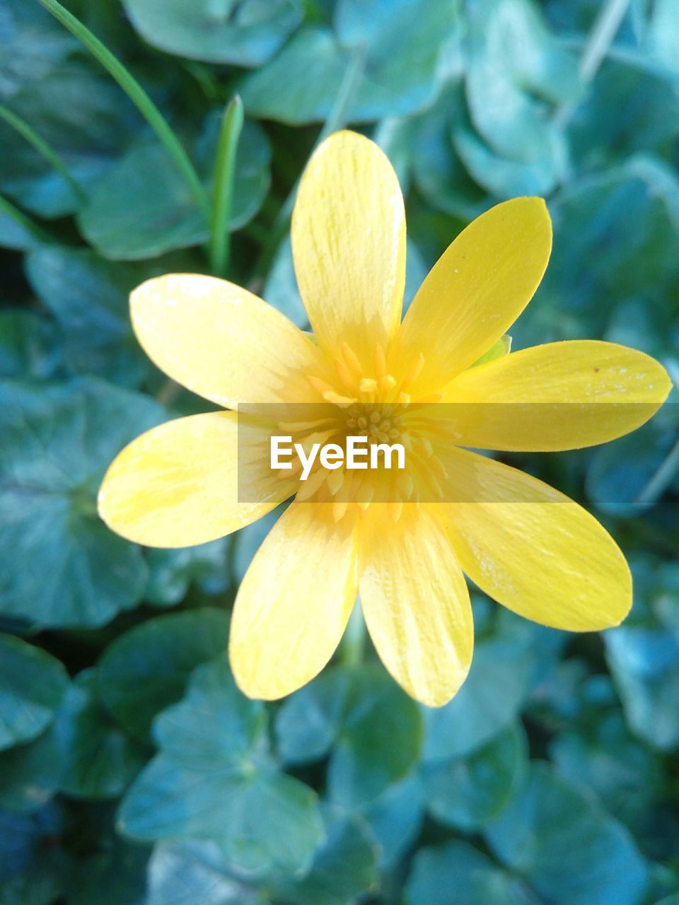 Close-up of yellow flower