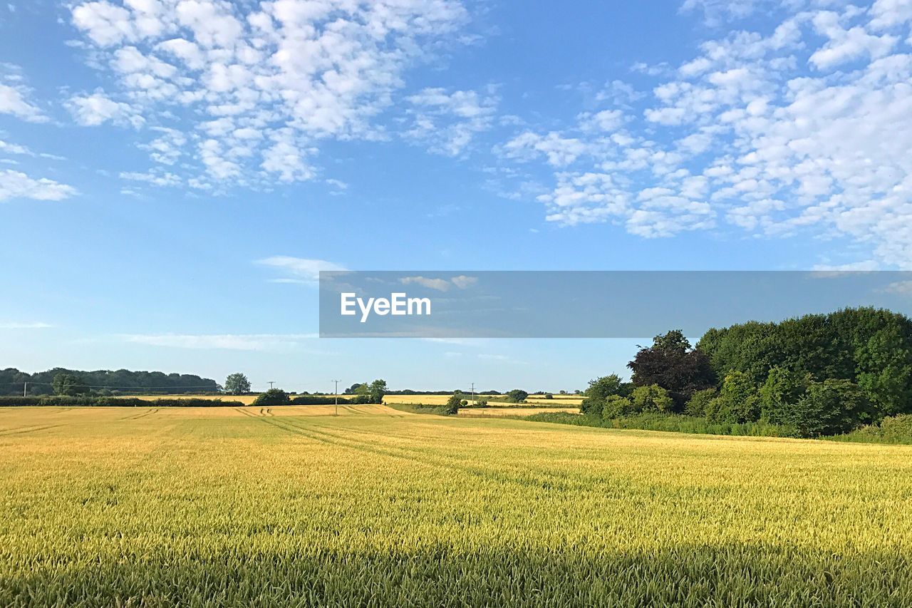 Scenic view of field against blue sky