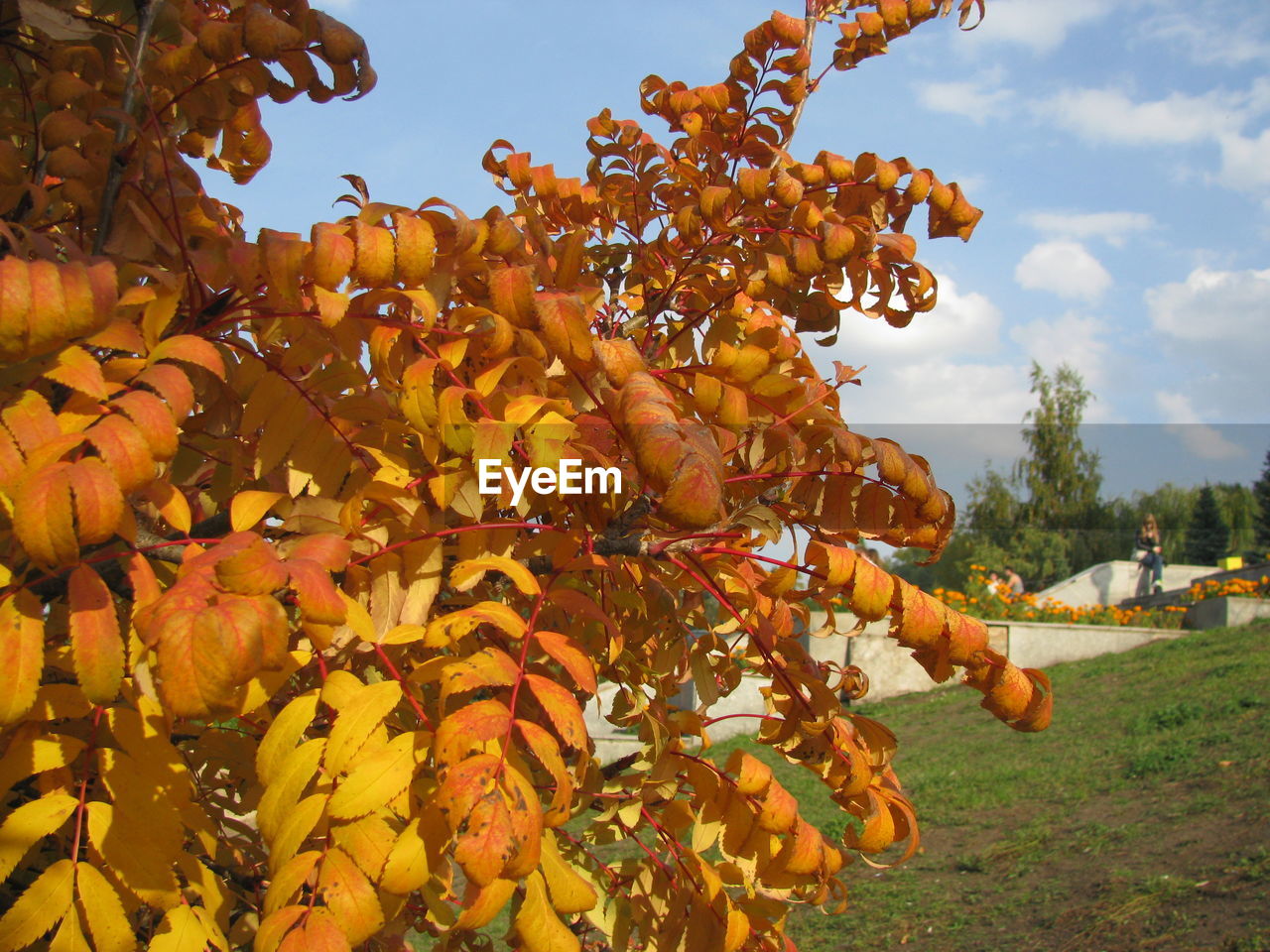 CLOSE-UP OF ORANGE FRUIT TREE