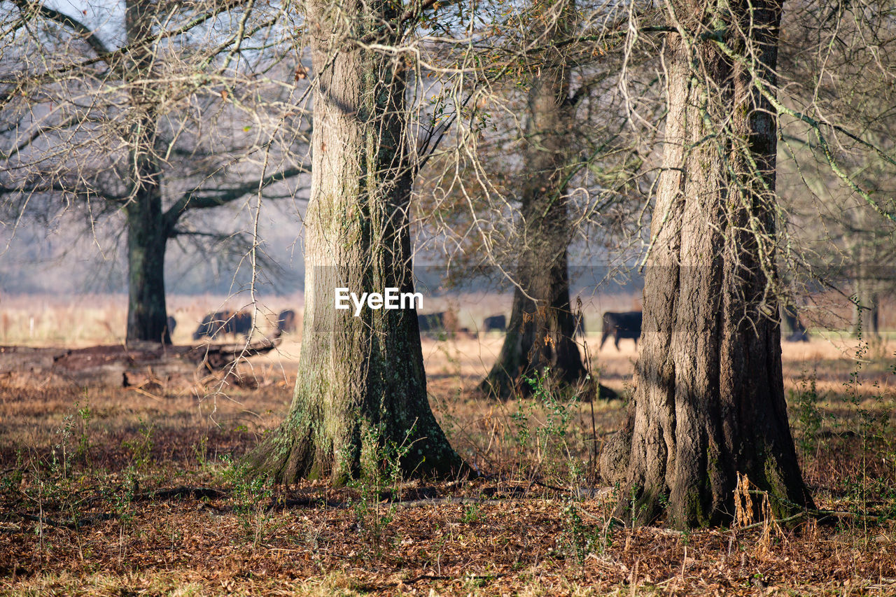 Huge bare trees in forest