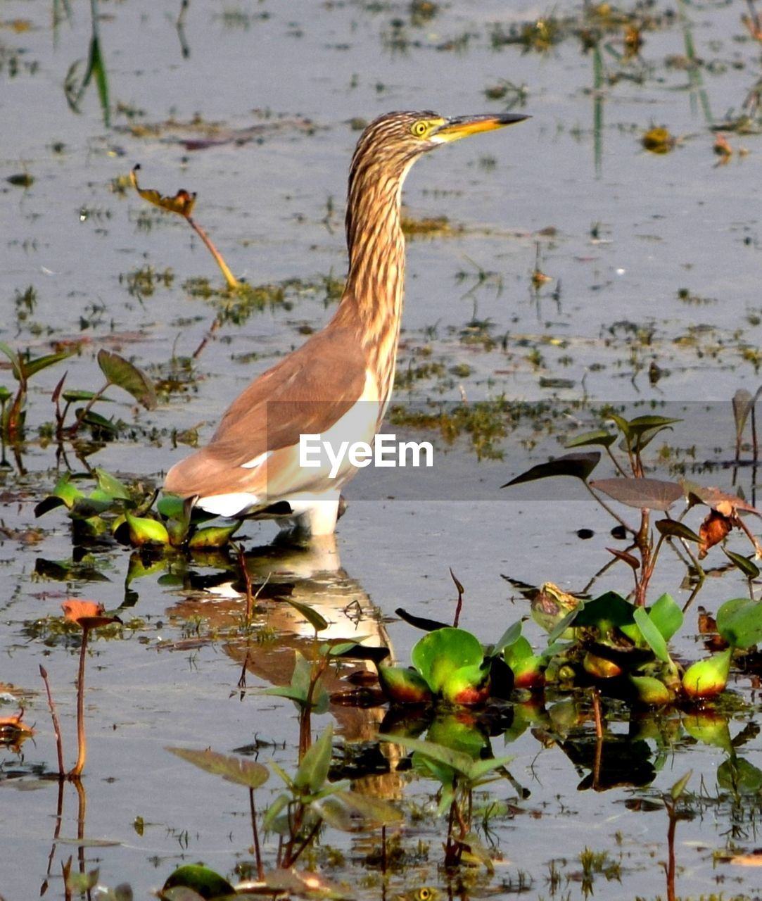 Pond heron Nature Photography Nature Bird Photography Birds West Bengal Nature Nature_collection Pond Heron Watery Reflection Bird Water Lake Animal Themes Close-up Heron Swamp Wetland Water Bird