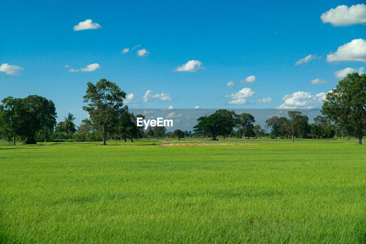 Scenic view of grassy field against sky