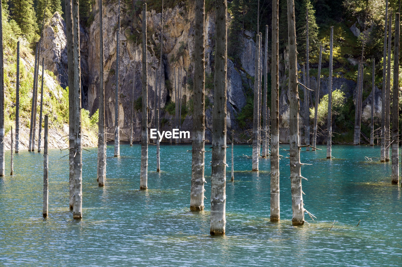 Panoramic shot of trees growing in sea