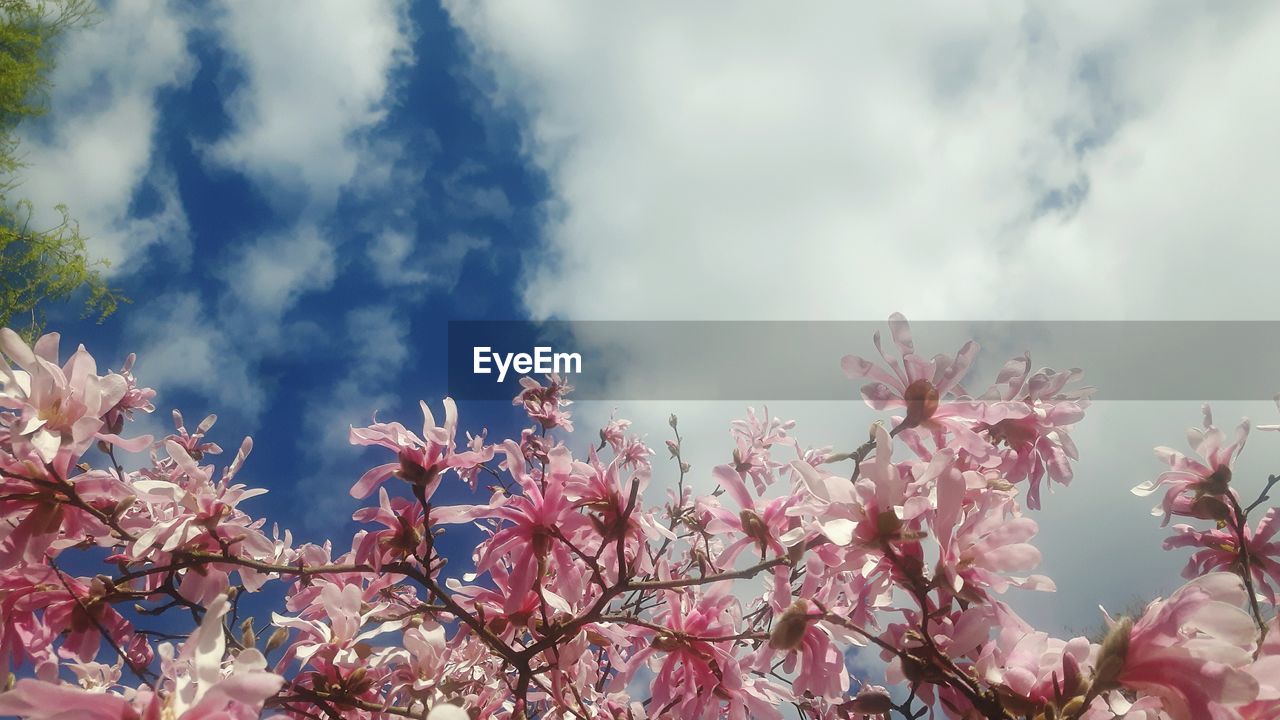 VIEW OF FLOWERS AGAINST CLOUDY SKY